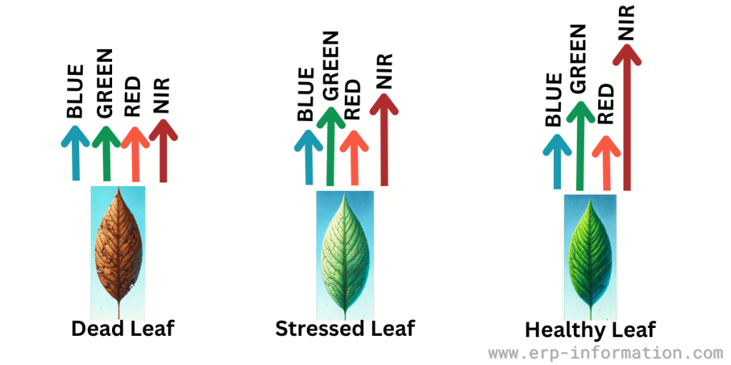 Monitoring Plant Health